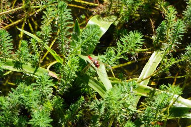 Erkek timsah eritra kasım ayında uçar. Kızıl yusufçuk (