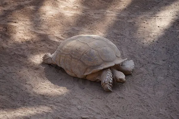 Afrika mahmuzlu kaplumbağa, Centrochelys sulcata, sülkat kaplumbağa, nesli tükenmekte olan bir kaplumbağa türüdür. La Lajita, Las Palmas, İspanya 