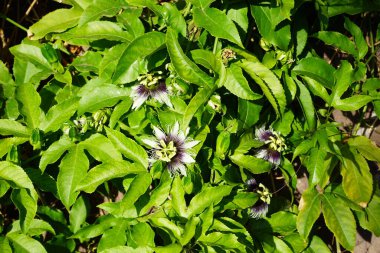 Passiflora edulis Kasım ayında çiçek açar. Passiflora edulis, çarkıfelek meyvesi, tutku çiçeğinin bir sarmaşık türüdür. La Lajita, Las Palmas, İspanya 