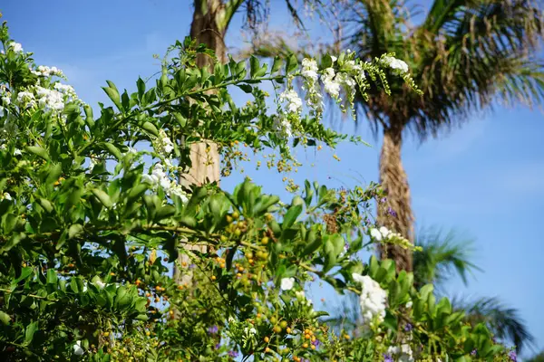 stock image Duranta erecta blooms with white flowers in November. Duranta erecta, golden dewdrop, pigeon berry, and skyflower is a species of flowering shrub in the verbena family Verbenaceae. La Lajita, Las Palmas, Spain