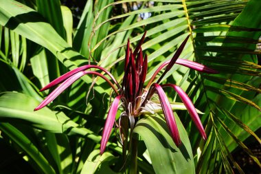 Crinum amabile kasım ayında çiçek açar. Crinum, yapraksız kökler üzerinde geniş gösterişli çiçekleri olan ve soğanlardan oluşan uzun ömürlü bitki cinsi bir bitki türüdür. La Lajita, Las Palmas, İspanya 