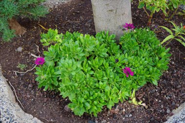 Dimorphotheca fruticosa Kasım ayında çiçek açar. Dimorphotheca fruticosa, Afrika papatyasını ve Osteospermum fruticosum 'u takip eden uzun ömürlü bir bitki türüdür. La Lajita, Las Palmas, İspanya