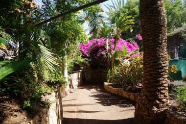 Kasım ayında Bougainvillea glabra pembe ve mor çiçeklerle açar. Bougainvillea glabra, kartonpiyergiller (Bougainvillea) familyasından bir glabra türü. La Lajita, Las Palmas, İspanya