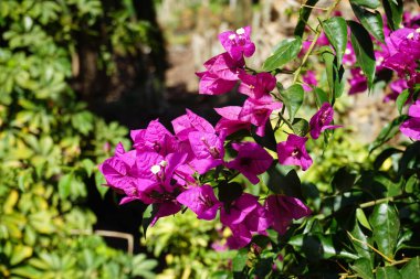 Kasım ayında Bougainvillea glabra pembe ve mor çiçeklerle açar. Bougainvillea glabra, kartonpiyergiller (Bougainvillea) familyasından bir glabra türü. La Lajita, Las Palmas, İspanya