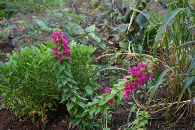 Bougainvillea buttiana blooms with pink and purple flowers in November. Bougainvillea buttiana is a flowering plant, a garden hybrid of Bougainvillea glabra and Bougainvillea peruviana. La Lajita, Las Palmas, Spain clipart