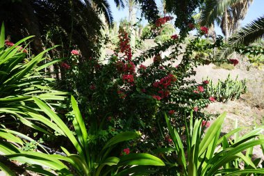 Bougainvillea spektabilis Kasım ayında kırmızı çiçeklerle çiçek açar. Bougainvillea spectabilis, çiçekli bir bitki türüdür. La Lajita, Las Palmas, İspanya