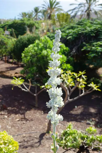 stock image Kalanchoe tetraphylla blooms with white flowers and yellow center in November. Kalanchoe tetraphylla is a species of plant in the genus Kalanchoe in the family Crassulaceae. La Lajita, Las Palmas, Spain.