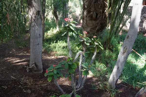 stock image Euphorbia milii blooms in November. Euphorbia milii, the crown of thorns, Christ plant, or Christ's thorn, is a species of flowering plant in the spurge family Euphorbiaceae. La Lajita, Las Palmas, Spain.