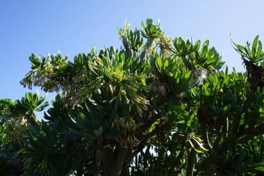 Kleinia neriifolia Kasım ayında büyür. Kleinia neriifolia, papatya familyasından Asteraceae familyasından bir bitki türü. Kanarya Adaları 'na özgüdür. La Lajita, Las Palmas, İspanya