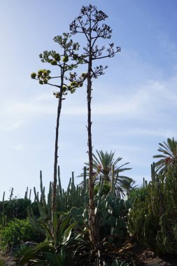 Kasım ayında gökyüzüne karşı büyüyen iki agaves. Agave, Amerika kıtasının kurak bölgelerine özgü bir monokot cinsidir. La Lajita, Las Palmas, İspanya.