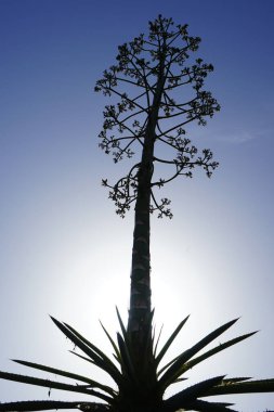 Agave Karwinski Kasım 'da büyür. Agave Karwinskii, Agave familyasından bir bitki türü. La Lajita, Las Palmas, İspanya 