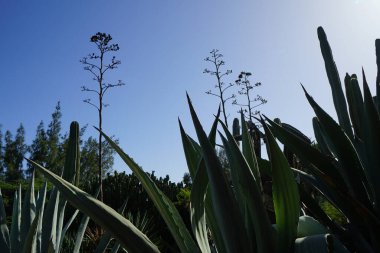 Agaves, kaktüs ve diğer bitkiler Kasım ayında Fuerteventura botanik bahçesinde yetişir. Agave, Amerika kıtasının kurak bölgelerine özgü bir monokot cinsidir. La Lajita, Las Palmas, İspanya. 