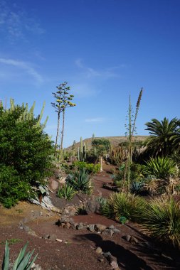 Agaves, kaktüs ve diğer bitkiler Kasım ayında Fuerteventura botanik bahçesinde yetişir. Agave, Amerika kıtasının kurak bölgelerine özgü bir monokot cinsidir. La Lajita, Las Palmas, İspanya. 