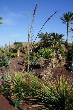 Agave striata Kasım 'da diğer bitkilerin arka planında büyür. Agave striata, Asparagaceae familyasından bir bitki türü. La Lajita, Las Palmas, İspanya.