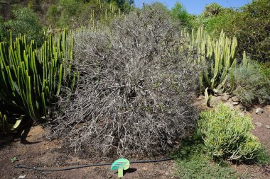 La Lajita, Las Palmas, İspanya - 1 Kasım 2022: Echium famarae, Syn. Echium decaisnei subsp. Arınma, Kasım 'da büyür. Echium, Boraginaceae familyasından bir bitki cinsidir.. 