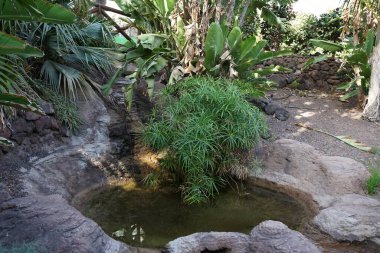 Şelaleli güzel bir gölet, Kasım ayında manzaralı bir park olan Oasis Vahşi Yaşam Fuerteventura 'yı bitkilerle süsler. La Lajita, Las Palmas, İspanya