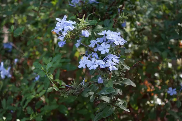 stock image Plumbago auriculata blooms with blue flowers in November. Plumbago auriculata, the Cape leadwort, blue plumbago or Cape plumbago, is a species of flowering plant in the family Plumbaginaceae. La Lajita, Las Palmas, Spain 