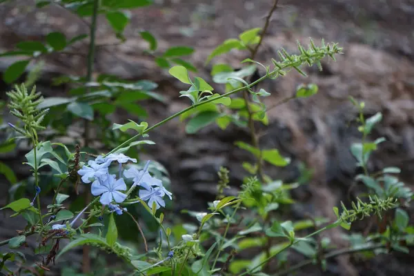 stock image Plumbago auriculata blooms with blue flowers in November. Plumbago auriculata, the Cape leadwort, blue plumbago or Cape plumbago, is a species of flowering plant in the family Plumbaginaceae. La Lajita, Las Palmas, Spain