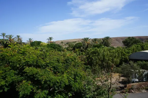 Kasım ayında Fuerteventura Oasis Yaban Hayatı civarındaki bitki örtüsüyle güzel bir dağ manzarası. La Lajita, Las Palmas, İspanya.