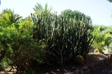 Punica granatum, Euphorbia kanariensis ve Echinocactus grusonii Kasım ayında yetişir. Euphorbia kanariensis, Kanarya Adası, Herkül kulübü veya İspanyol kardonunda Euphorbia cinsinin sulu bir üyesidir. La Lajita, Las Palmas, İspanya 