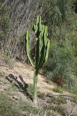 Euphorbia murielii Kasım ayında yetişir. Euphorbia candelabrum, Euphorbia murielii, Euphorbiaceae familyasından bir bitki türüdür. La Lajita, Las Palmas, İspanya