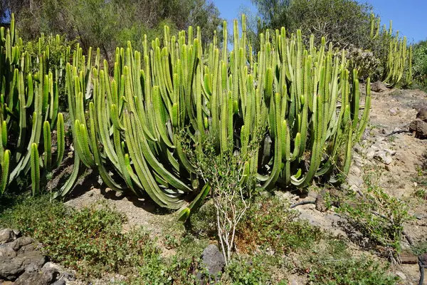 Stock image Euphorbia canariensis grows in November. Euphorbia canariensis, the Canary Island spurge, Hercules club or in Spanish cardon, is a succulent member of the genus Euphorbia and family Euphorbiaceae.  La Lajita, Las Palmas, Spain 