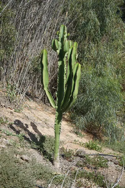 stock image Euphorbia murielii grows in November. Euphorbia candelabrum, Euphorbia murielii, candelabra tree, is a succulent species of plant in the family Euphorbiaceae. La Lajita, Las Palmas, Spain