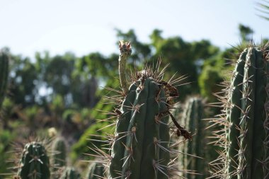 Stetsonia coryne grows in November. Stetsonia coryne, the toothpick cactus, is the sole species in the cactus genus Stetsonia. La Lajita, Las Palmas, Spain.   clipart