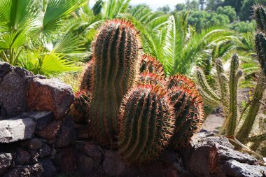 Uzun boylu Kaktüs Ferocactus Pilosus Kasım ayında büyür. Ferocactus pilosus (Meksika kireç kaktüsü veya Meksika ateş fıçısı), bir kaktüs türüdür. La Lajita, Las Palmas, İspanya.