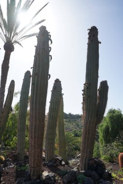 La Lajita, Las Palmas, İspanya - 1 Kasım 2022: Echinopsis atacamensis Kasım ayında büyür. Echinopsis atacamensis, kardon de la puna, büyük kardon, Echinopsis pasacana, Trichocereus atacamensis, Kaktüslerin bir türüdür.. 