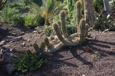 Euphorbia duranii, Kasım ayı başlarında Soehrensialı adayların arka planına karşı sarı çiçeklerle çiçek açar. Euphorbia duranii, Euphorbiaceae familyasından bir bitki türü. La Lajita, Las Palmas, İspanya.