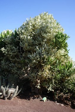 Euphorbia lactea kasım ayında yetişir. Euphorbia lactea, benekli spurge, fırfırlı fan, elkhorn, şamdan, şamdan ağacı, şamdan kaktüsü ve şamdan bitkisi türünde bir bitki türüdür. La Lajita, Las Palmas, İspanya.