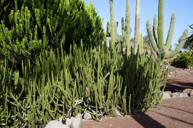 Euphorbia lidenburgensis Kasım ayında büyür. Euphorbia lidenburgensis, Euphorbiaceae familyasından bir bitki türü. La Lajita, Las Palmas, İspanya.