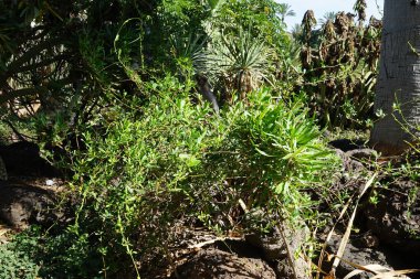 Merkezdeki Periploca laevigata Kasım ayında botanik bahçesinde çiçek açar. Periploca laevigata, Apocynaceae familyasından Apocynaceae familyasından bir bitki türü. La Lajita, Las Palmas, İspanya