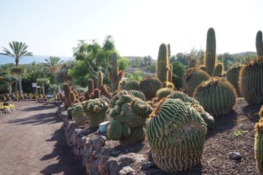 La Lajita, Las Palmas, İspanya - 1 Kasım 2022: Echinocactus platyacanthus ve diğer bitkiler Kasım ayında büyür. Echinocactus platyacanthus, dev fıçı kaktüsü, dev Viznaga, kaktüs familyasından bir kaktüs türüdür..