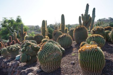 Echinocactus platyacanthus ve diğer bitkiler Kasım ayında yetişir. Echinocactus platyacanthus, kaktüs, dev Viznaga veya Biznaga de dulce, kaktüs familyasından bir kaktüs türüdür. La Lajita, Las Palmas, İspanya