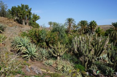 Aloe vera, Stetsonia coryne, Phoenix kanaryası ve diğer bitkiler Kasım ayında Fuerteventura botanik bahçesinde yetişir. La Lajita, Las Palmas, İspanya