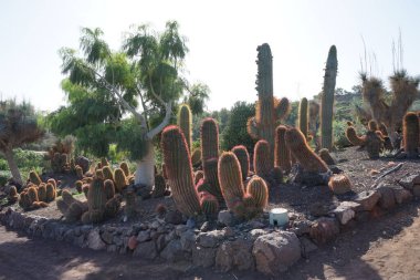 Kasım ayında büyüyen Ferocactus pilosus kaktüsü. Ferocactus pilosus (Meksika kireç kaktüsü veya Meksika ateş fıçısı), bir kaktüs türüdür. La Lajita, Las Palmas, İspanya. 