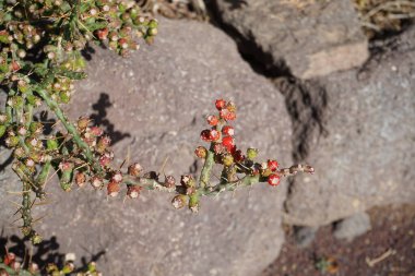 Cylindropuntia leptocaulis kasım ayında büyür. Cylindropuntia leptocaulis, çöl Noel kaktüsü, çöl Noel kollası, kalem kaktüsü veya tasajillo, kolla kaktüsünün bir türüdür. La Lajita, Las Palmas, İspanya.