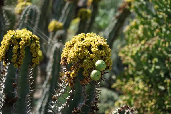 Stock image Euphorbia virosa blooms with yellow flowers in November. Euphorbia virosa, the Gifboom or poison tree, is a plant of the spurge family Euphorbiaceae. La Lajita, Las Palmas, Spain. 