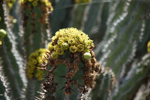 Euphorbia virosa kasım ayında sarı çiçeklerle çiçek açar. Euphorbia virosa (