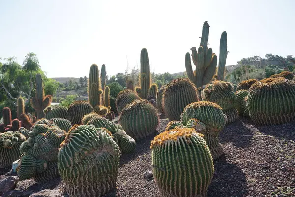 stock image Echinocactus platyacanthus and other plants grow in November.  Echinocactus platyacanthus, the giant barrel cactus, golden barrel cactus, giant viznaga, or biznaga de dulce, is a species of cactus in the family Cactaceae. La Lajita, Las Palmas, Spain