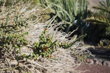 Cylindropuntia leptocaulis kasım ayında büyür. Cylindropuntia leptocaulis, çöl Noel kaktüsü, çöl Noel kollası, kalem kaktüsü veya tasajillo, kolla kaktüsünün bir türüdür. La Lajita, Las Palmas, İspanya.