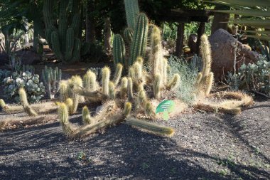 La Lajita, Las Palmas, İspanya - 1 Kasım 2022: Echinopsis adayları Kasım ayında büyür. Echinopsis adayları, Trichocereus ve Soehrensia adayları, Kaktüs familyasından bir kaktüs türüdür.. 