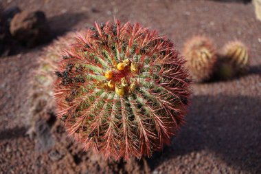 Uzun boylu Kaktüs Ferocactus Pilosus Kasım ayında büyür. Ferocactus pilosus (Meksika kireç kaktüsü veya Meksika ateş fıçısı), bir kaktüs türüdür. La Lajita, Las Palmas, İspanya.