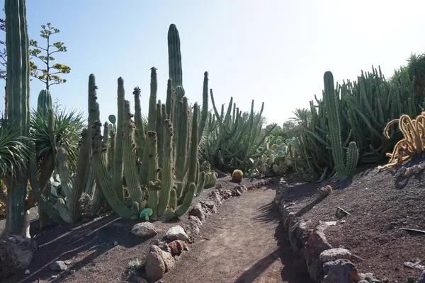 La Lajita, Las Palmas, İspanya - 1 Kasım 2022: Stenocereus thurberi kaktüsü ve diğer bitkiler Kasım ayında büyür. Stenocereus thurberi, bir tür kaktüs türüdür.. 
