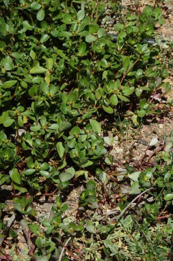 Portulaca oleracea Kasım ayında büyür. Portekizce oleracea, Portekizce 