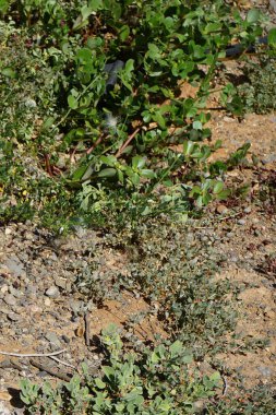 Portulaca oleracea Kasım ayında büyür. Portekizce oleracea, Portekizce 