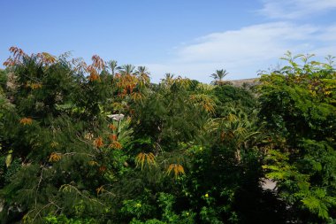 Colvillea racemosa Kasım ayında portakal çiçekleriyle çiçek açar. Colvillea, baklagiller (Fabaceae) familyasından bir baklagil cinsidir. Tek türü Colvillea racemosa 'dır. La Lajita, Las Palmas, İspanya 