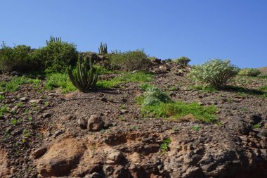 Kasım ayında Fuerteventura Oasis Yaban Hayatı civarındaki bitki örtüsüyle güzel bir dağ manzarası. La Lajita, Las Palmas, İspanya.